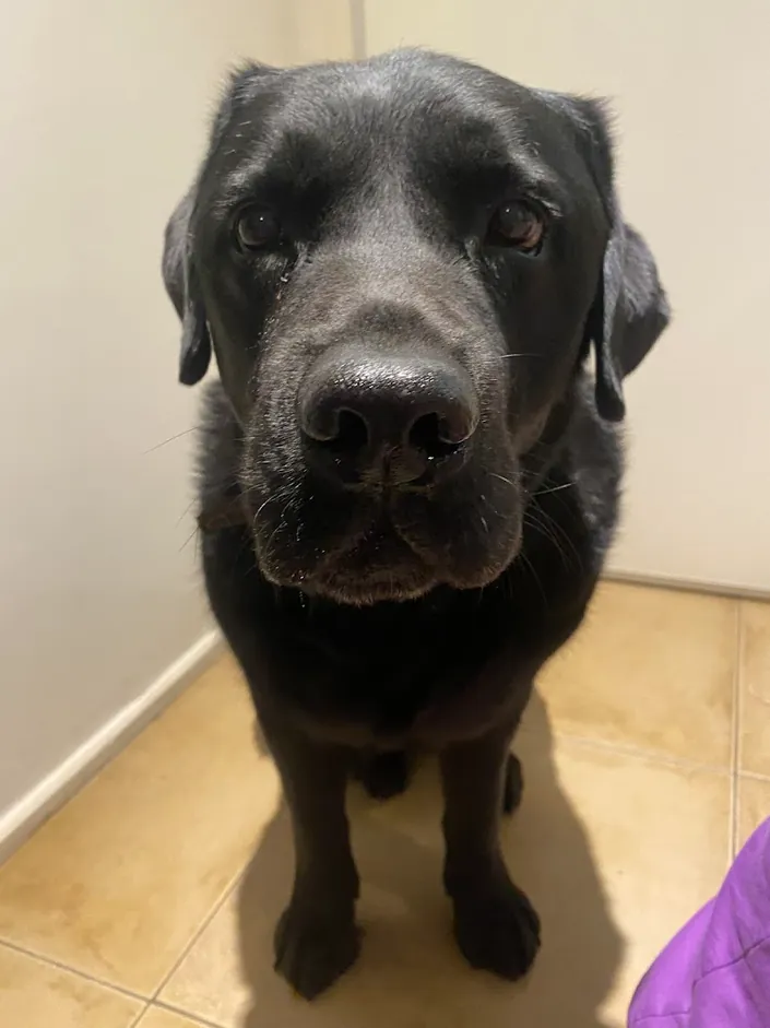 A Cara de Perro