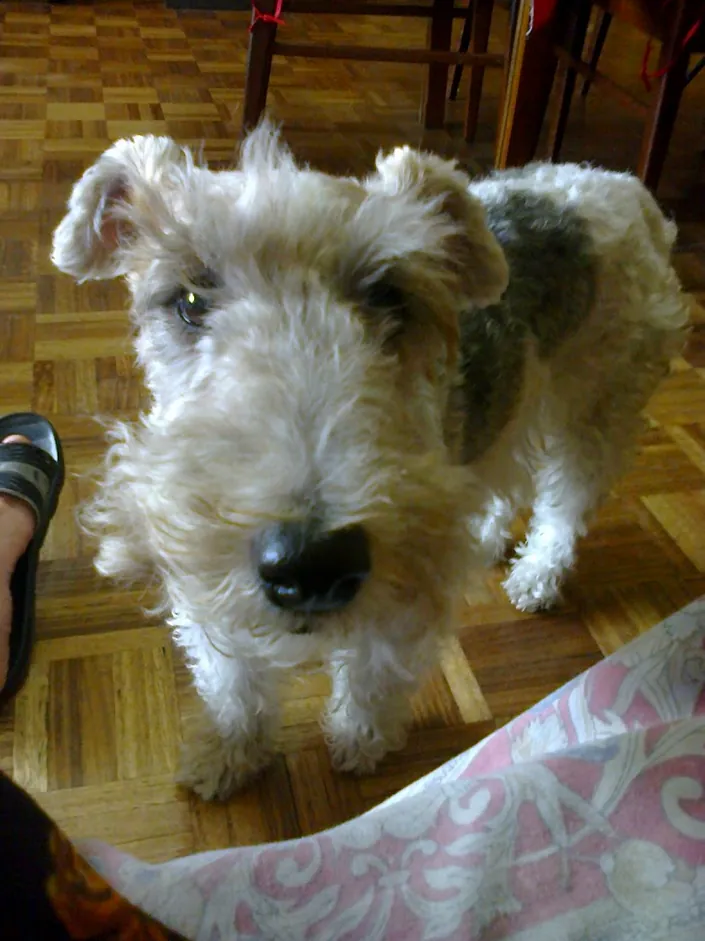 A Flores Veterinaria Granaderos