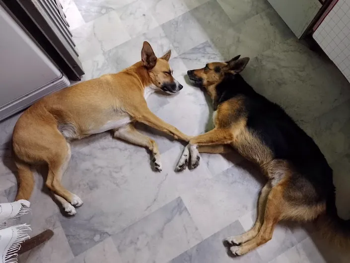 Adopciones Quilmes