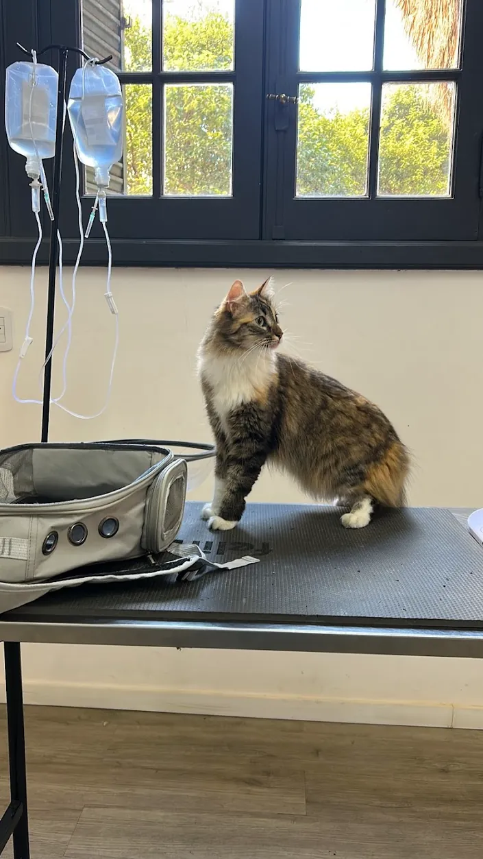 Alma Veterinaria