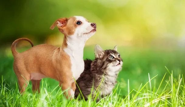 Amadas Huellas cremación de mascotas