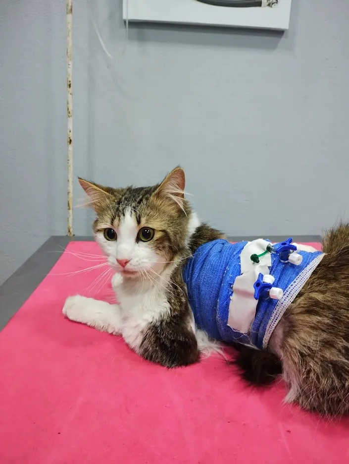 Amancay Centro Veterinario