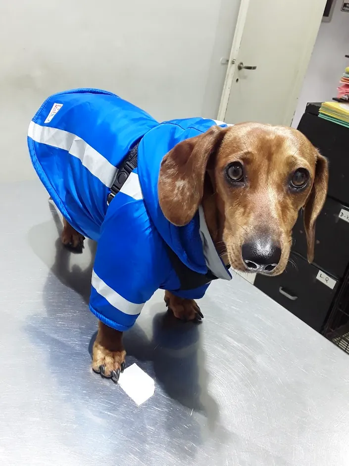 Animal Care