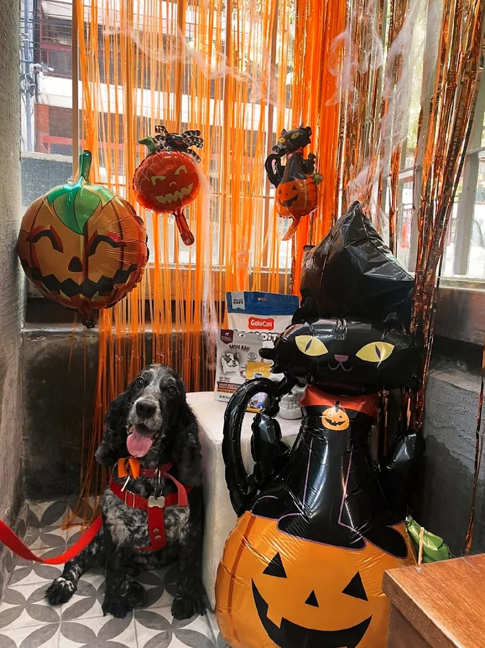 Animal Friends