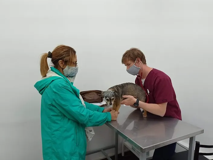 Anoikis – Oncología Veterinaria