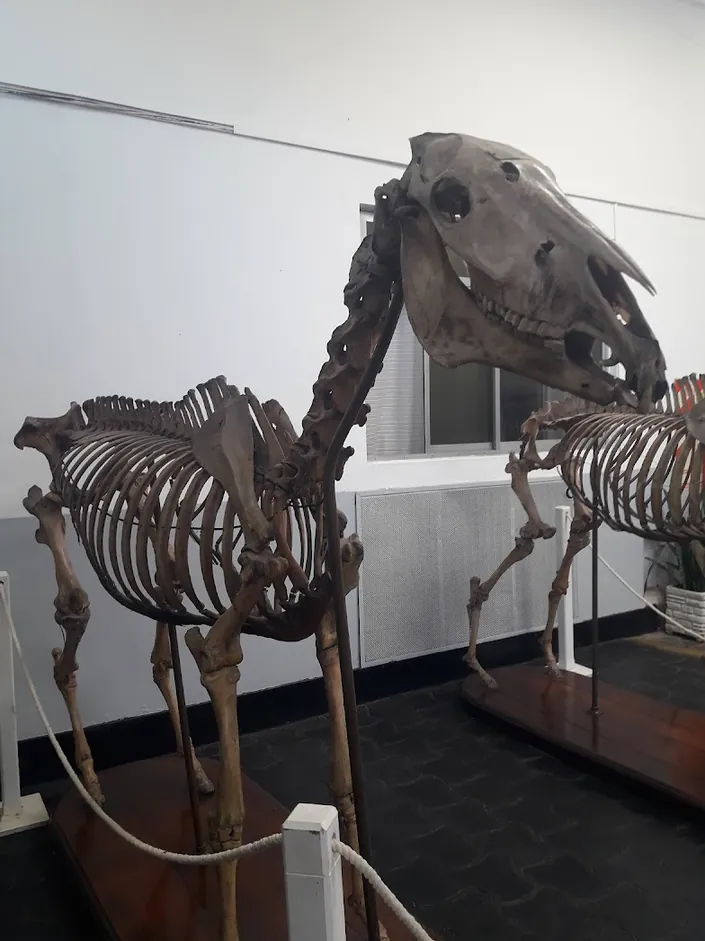 Asociación Argentina de Veterinaria Equina