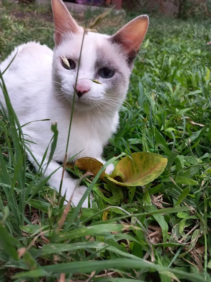 Augsburger Margarita Veterinaria Samay