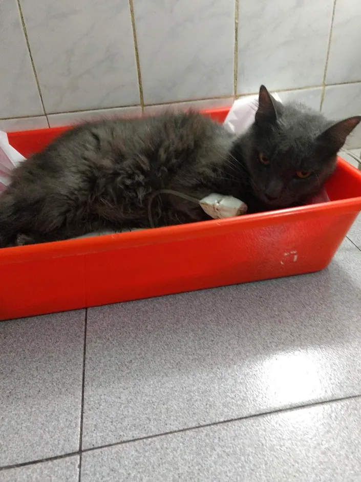 Bs. As. Centro Médico Veterinario Buenos Aires