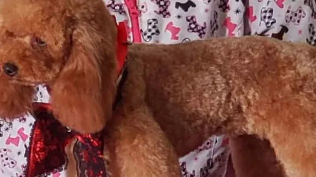 Carina Acosta Peluqueria y Estetica Canina