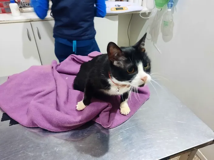 Centro Integral Veterinario, La Plata