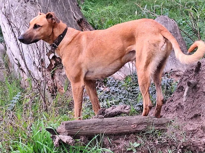 Centro médico veterinario Roca