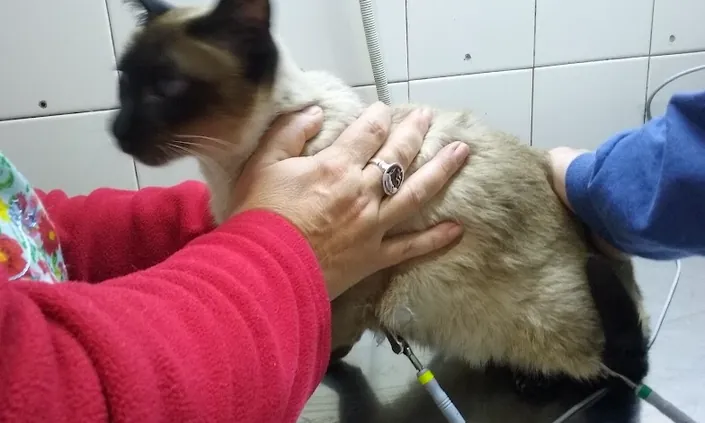 CENTRO MÉDICO VETERINARIO SAN JOSÉ OBRERO