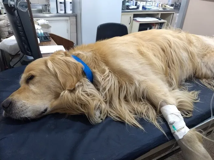 Centro Veterinario Dr. Jorge Blomberg