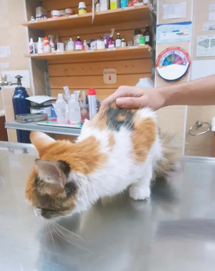 Centro Veterinario Dr. Roberto Fara