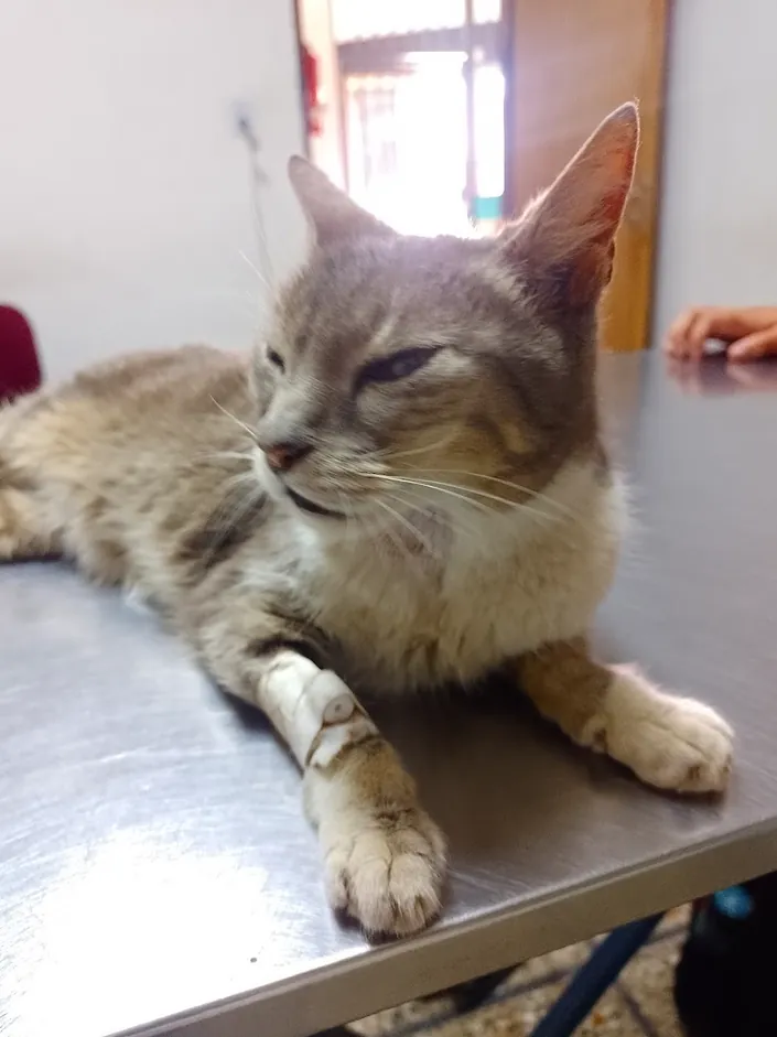 Centro Veterinario Integral Los Eucaliptus