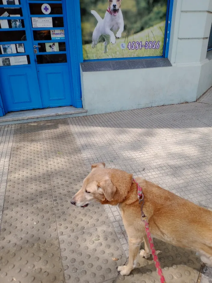 Centro Veterinario San Roque, Flores