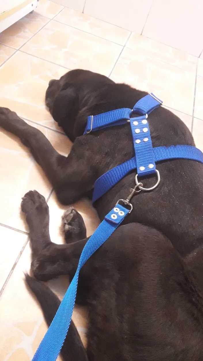 Centro Veterinario Virrey Del Pino Dra. Reyna Marta
