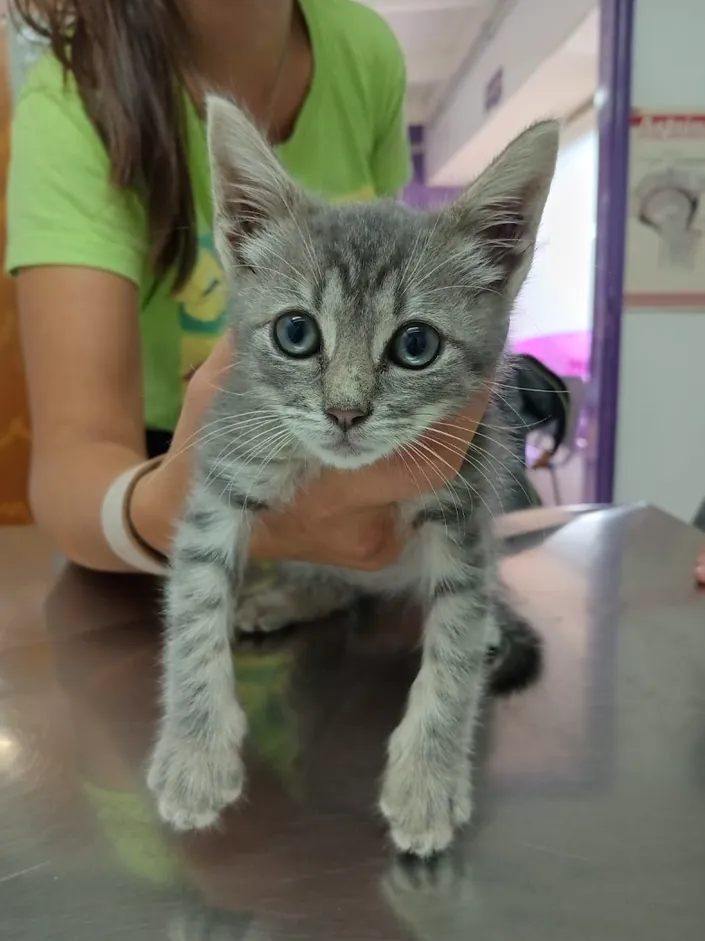Clínica Veterinaria Alem