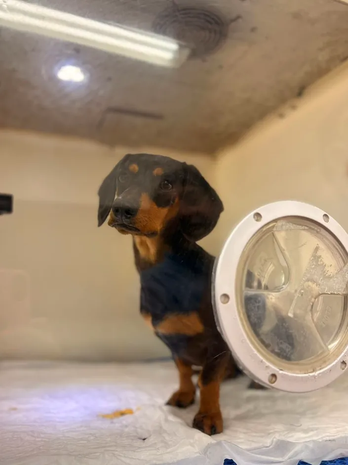 Clínica Veterinaria del Sol y la Luna