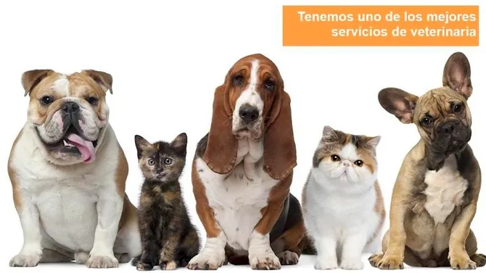 Clínica Veterinaria Del Sur, Flores