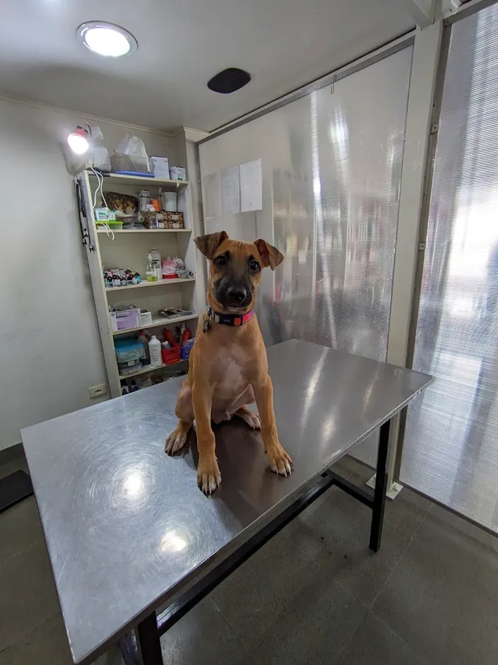 Clinica Veterinaria Dr. Daniel O. Raggio