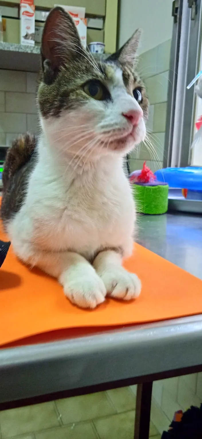 Clínica Veterinaria Dr Oscar P Verdini