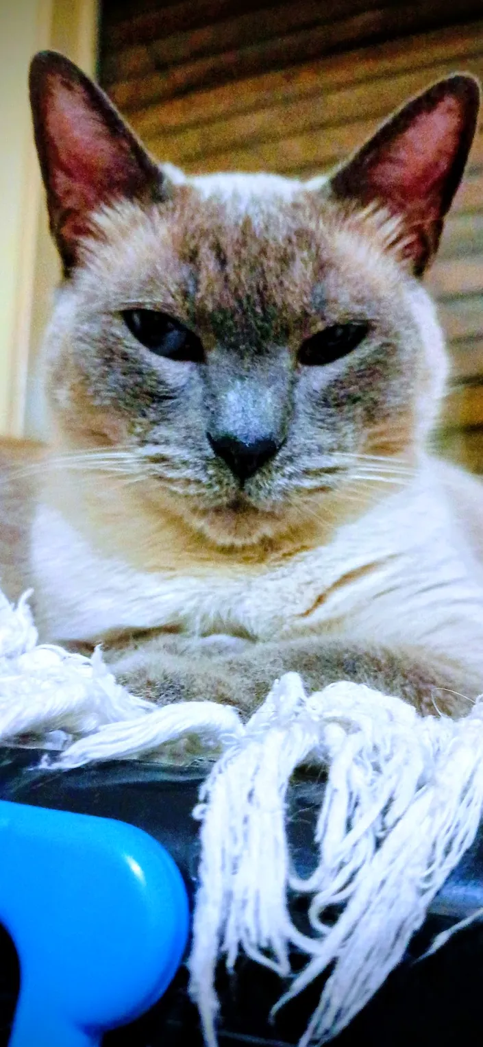 Clínica Veterinaria Dr. Pablo