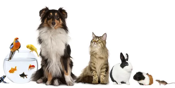 Clinica Veterinaria Ensenada