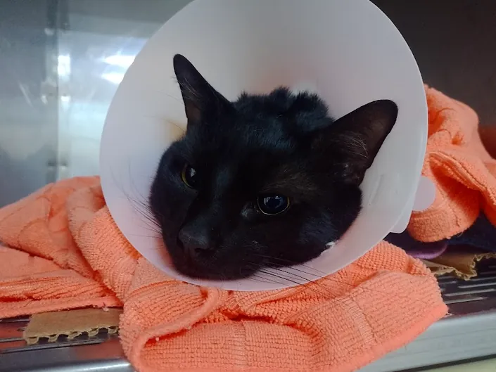 CLÍNICA VETERINARIA FÉNIX