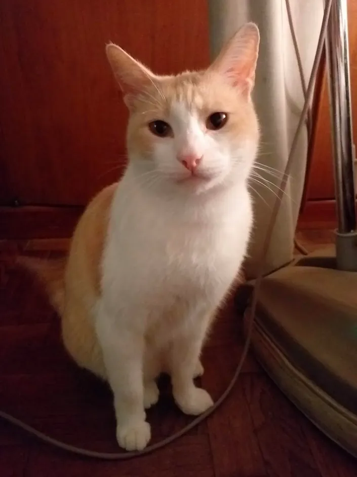 Clínica Veterinaria OSPPA
