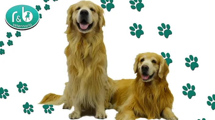 Clínica Veterinaria RyB