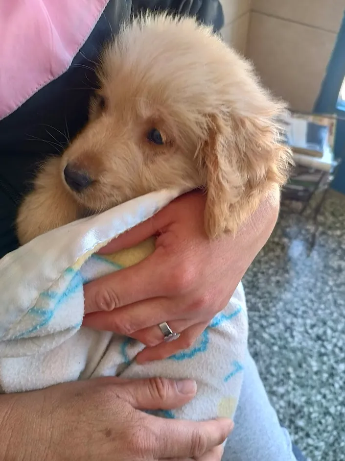Clinica Veterinaria Salta, Lomas de Zamora