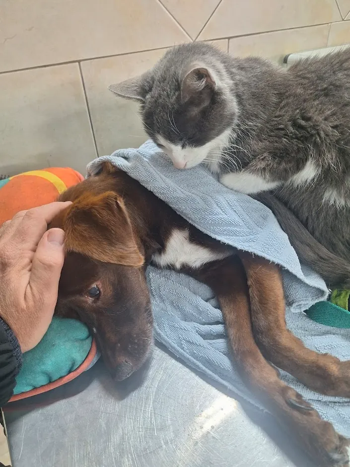 Clínica Veterinaria San Martín