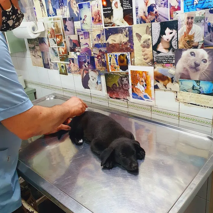 Clínica Veterinaria “Santa Clara”