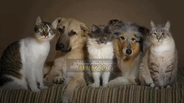 Clínica Veterinario Huezoos