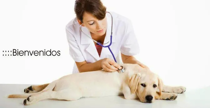 Cofarvet Distribuidora