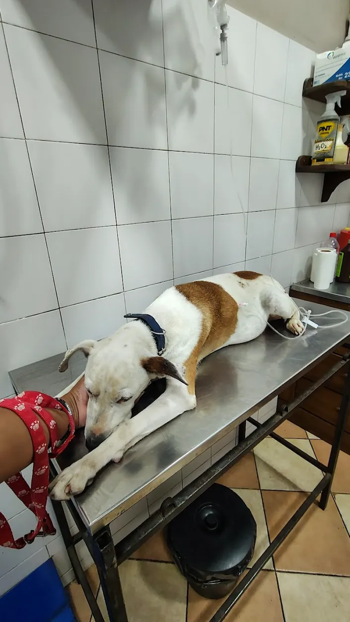 Cons. Veterinario Dra Boratto