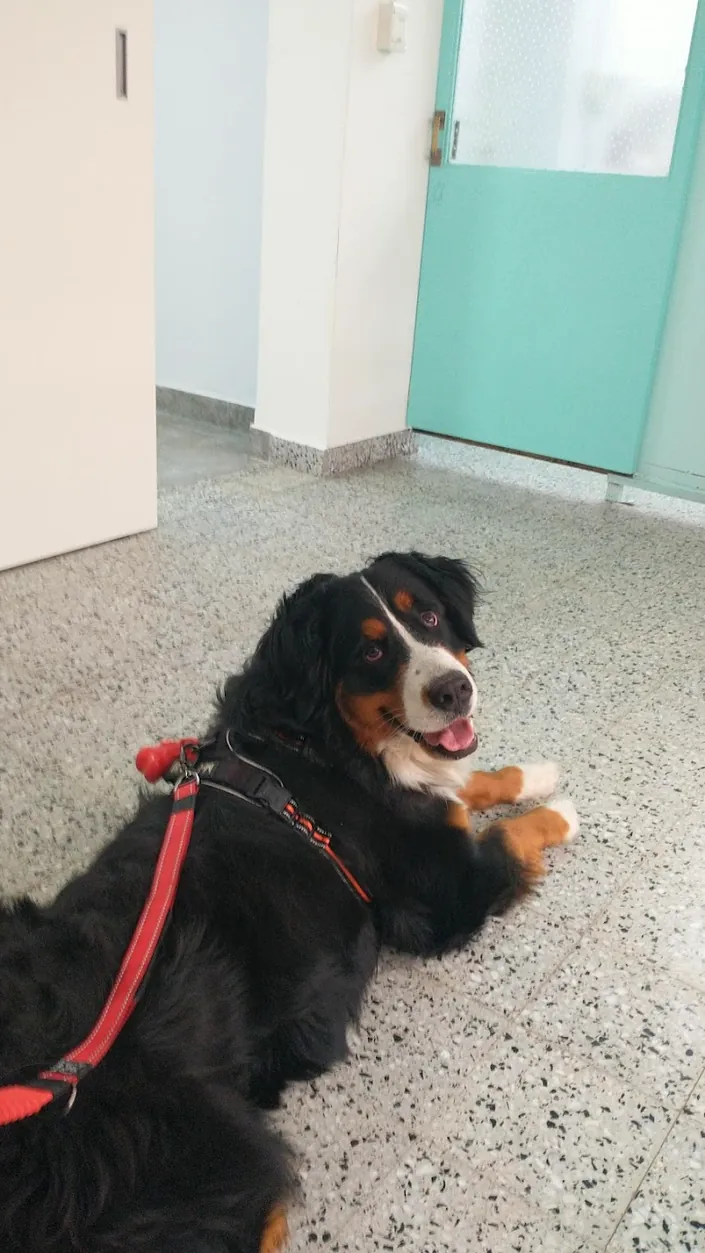 Consultorio Veterinario Ana María Tondi