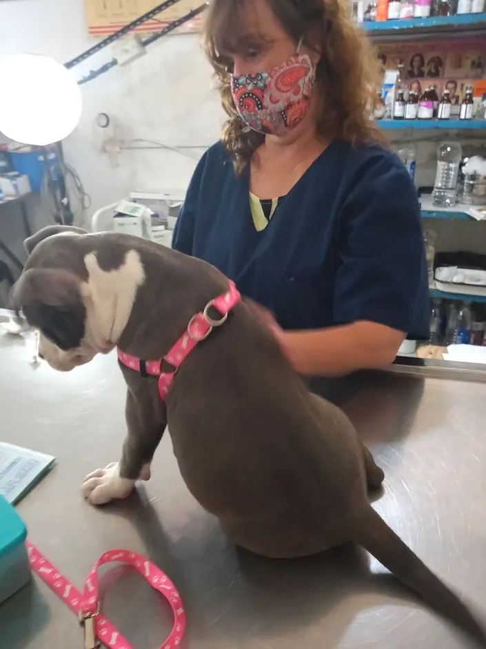 Consultorio Veterinario Barrio San José