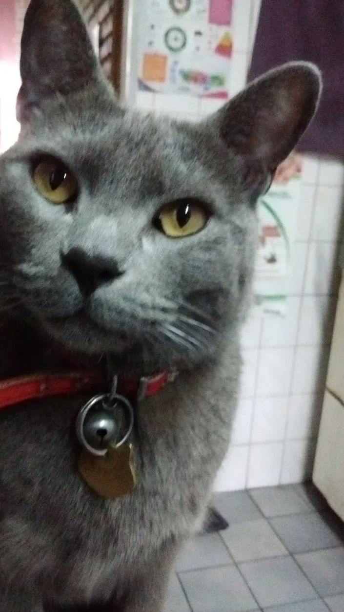Consultorio Veterinario Dr. Mediavilla