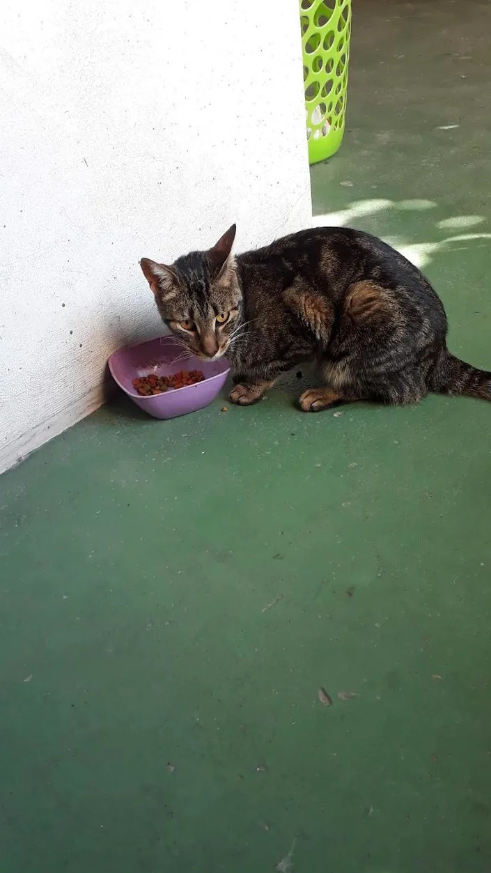 Consultorio Veterinario Dra. Mara Filice