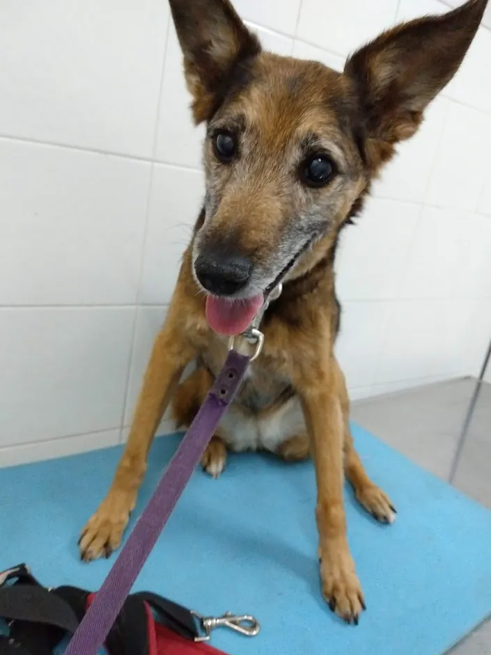 Consultorio Veterinario Dres. Barbenza