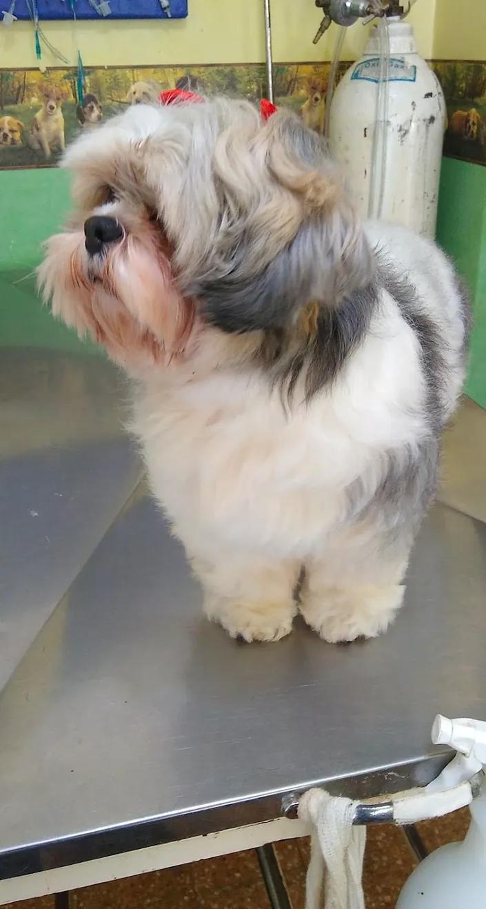 Consultorio Veterinario, La Plata