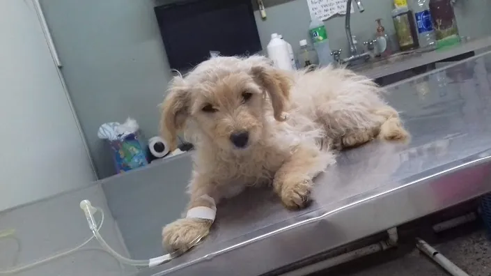 Consultorio veterinario Pasco