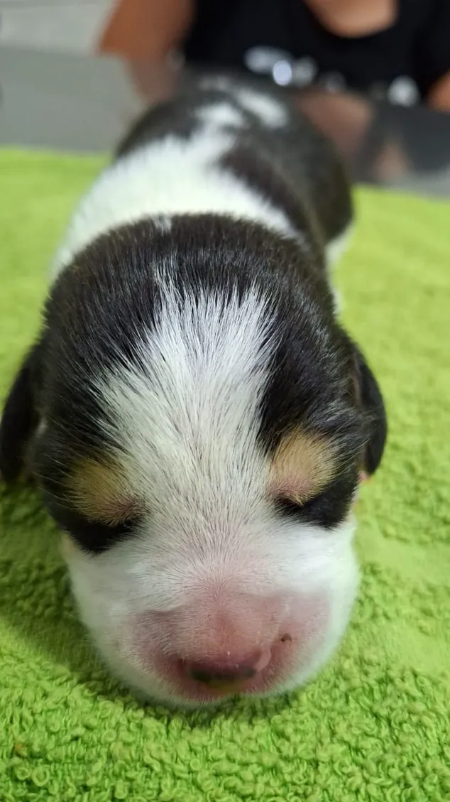 Consultorio Veterinario Paunero
