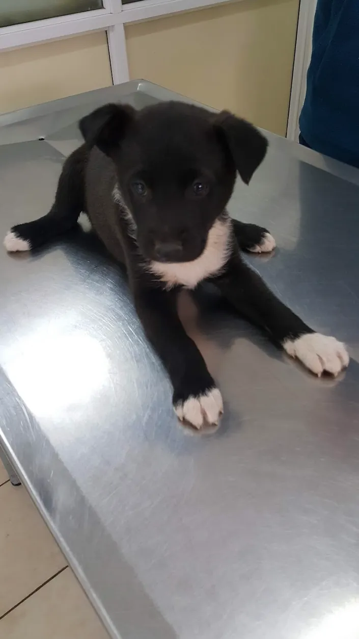 Consultorio Veterinario Villa Elisa