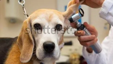 Consultorio Veterinario Villa Mascota Plus