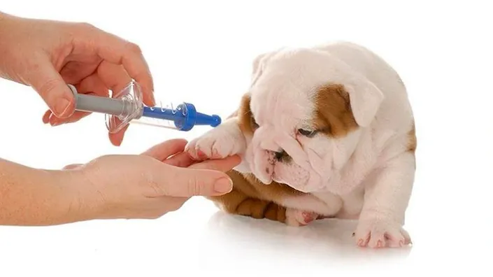 CORTE CANINO VETERINARIA