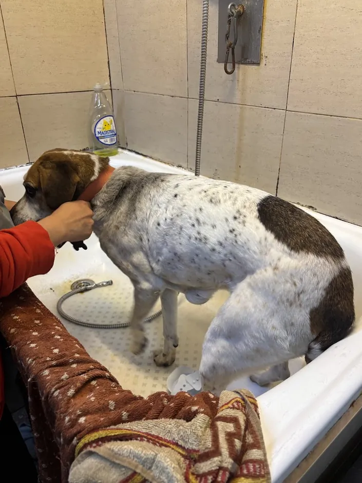 Del Sol Clinica Veterinaria