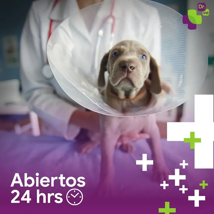 Dr.Vet Veterinaria